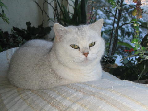 Macchi