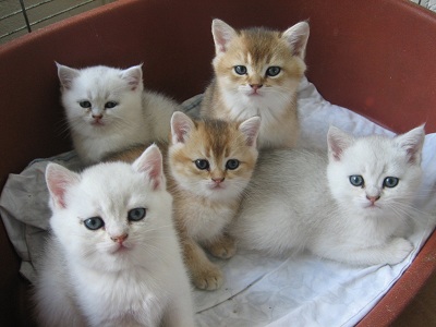Samen in de mand